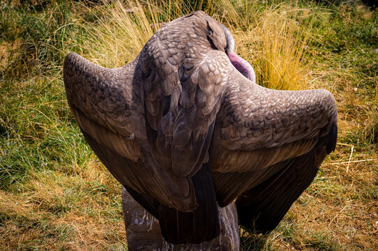An Andean condor at a rehabilitation facility in the sacred valley of Peru.