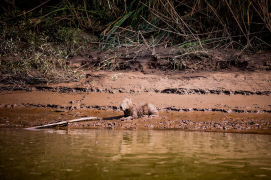 Capybaras resting on the banks of the Amazon river in Peru.