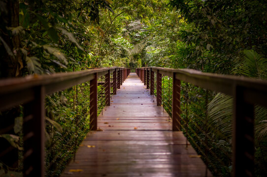 An elevated wooden walkway in the Amazon jungle of Peru.
