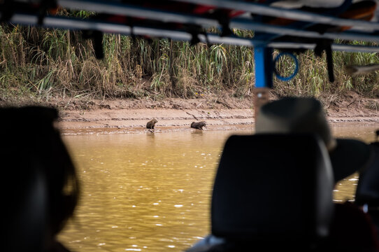 Capybaras resting on the banks of the Amazon river in Peru.