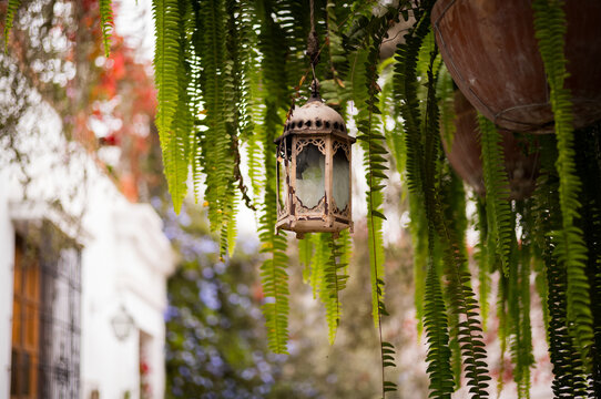 A pretty decorative lantern hanging from a tree in Lima, Peru.