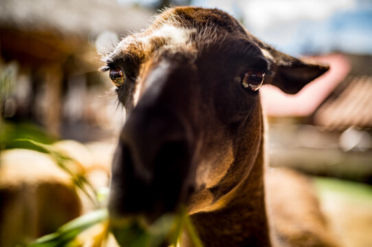A close up of a llama eating grass in the Sacred Valley near Cusco in Peru.