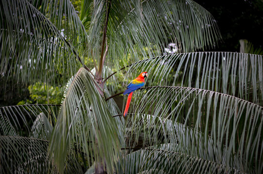 A scarlet macaw parrot on a tree in the Amazon jungle of Peru.