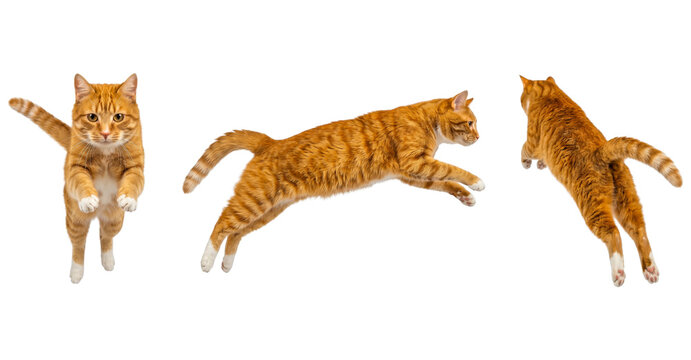 Three views of jumping orange cat isolated on transparent background.