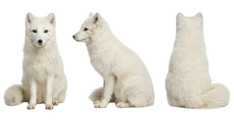 Three views of sitting arctic fox isolated on transparent background. © NikonLamp