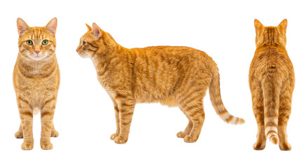 Three views of standing orange tabby cat isolated on transparent background. © NikonLamp