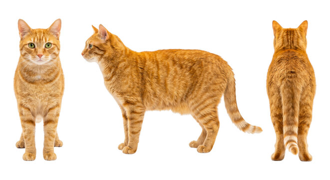 Three views of standing orange tabby cat isolated on transparent background.