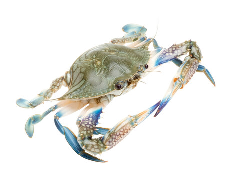 Whole Blue Swimming Crab Isolated on Transparent Background PNG