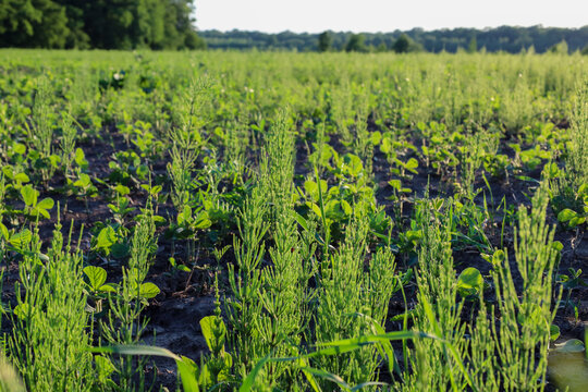​A green soybean field is heavily overgrown with field horsetail under the warm evening sun. Invasive weeds create a dense textured carpet among crops on fertile agricultural soil.