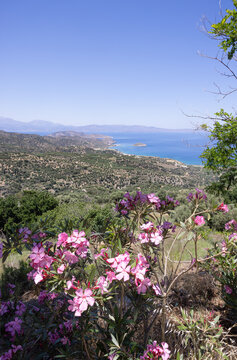 Looking from the north east hills of crete down to the old fishing village Mochlos with the offshore island called Agios Nikolaos or Mochlos. Oleander in the foreground