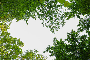 Fototapeta premium Dense green tree crowns form a natural heart-shaped frame against the bright summer sky. The fresh foliage creates a cozy arch, symbolizing harmony, love for nature, and ecological beauty.