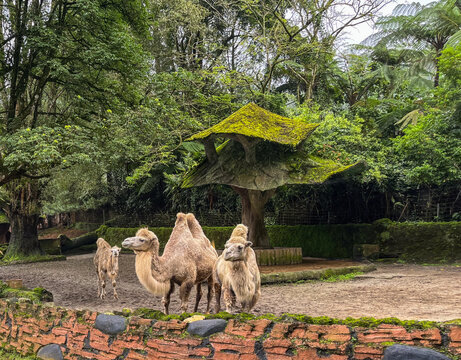 Healthy herd of Bactrian camels (Camelus bactrianus) roaming in a zoo habitat, showcasing their distinctive double humps and remarkable adaptation to some of the world's harshest environments.