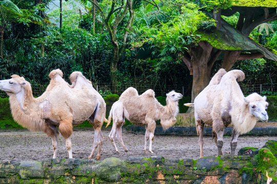 Healthy herd of Bactrian camels (Camelus bactrianus) roaming in a zoo habitat, showcasing their distinctive double humps and remarkable adaptation to some of the world's harshest environments.