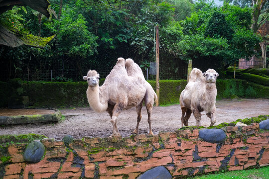 Healthy herd of Bactrian camels (Camelus bactrianus) roaming in a zoo habitat, showcasing their distinctive double humps and remarkable adaptation to some of the world's harshest environments.