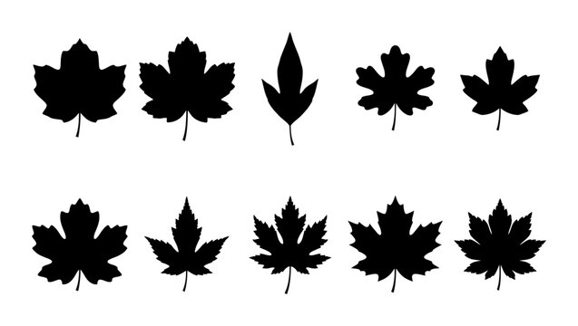 Collection of various maple leaves and a single elongated leaf silhouette in black and white, representing botanical diversity and seasonal changes in nature