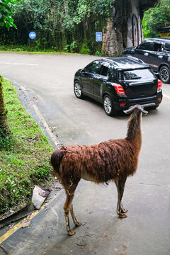 Curious brown llama standing on an asphalt road next to moving cars inside a lush safari park. This unique wildlife interaction captures free-roaming exotic animals along the tourist driving route.
