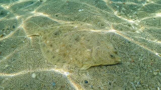 plaice. A single plaice fish resting on a sandy seabed in shallow, sun-dappled water. wildlife magazines, conservation campaigns, designed for eco-tourism storytelling, used by lab technicians.