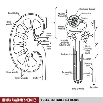 Human Kidney and Nephron Anatomy Vector Diagram, Renal Cross Section and Nephron Structure Chart with Bowman's Capsule Glomerulus and Loop of Henle Labels, Medical Sketch