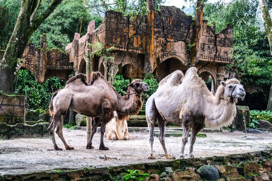 Healthy herd of Bactrian camels (Camelus bactrianus) roaming in a zoo habitat, showcasing their distinctive double humps and remarkable adaptation to some of the world's harshest environments.