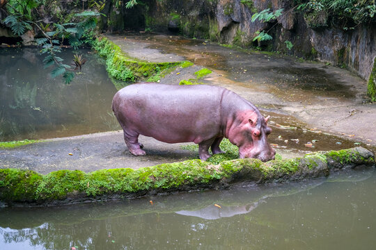 Healthy hippopotamus resting by the water in a well-maintained zoo in Indonesia, showing calm behavior and strong body condition within a naturalistic enclosure environment.