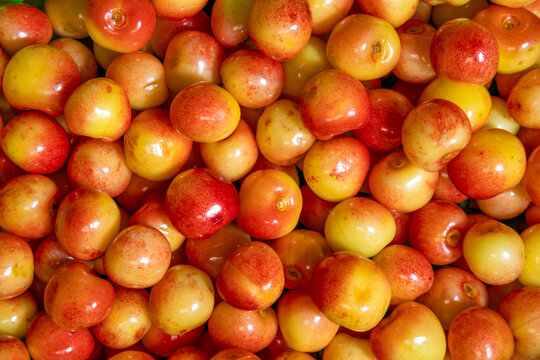Fresh ripe yellow red cherries glossy Rainier Cherries fruit harvest