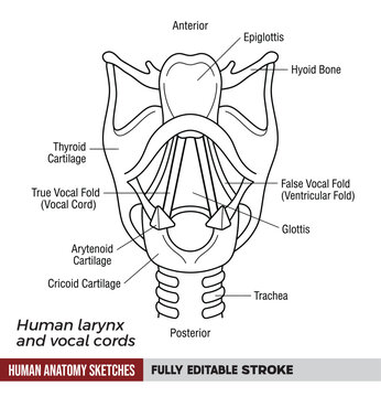 Human Larynx and Vocal Cords Anatomy Vector Diagram, Larynx Structure Chart with Epiglottis Thyroid Cartilage Glottis and Trachea Labels, Medical Sketch on Transparent Background