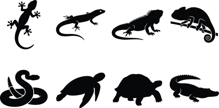 Vector collection of reptile silhouettes including gecko lizard iguana chameleon snake turtle tortoise and alligator isolated on white background