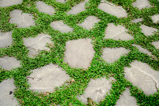 Textured stepping stones with green grass gaps.