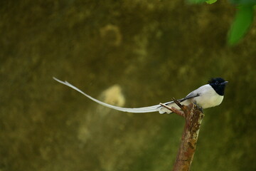 Fototapeta premium An Indian paradise flycatcher with a glossy black head, a white body, and an exceptionally long, elegant white streamer tail perches gracefully on a rustic, slanted brown branch.