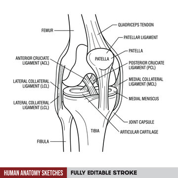 Human Knee Joint Anatomy Vector Diagram, Knee Structure Chart with Femur Patella Tibia Fibula and Ligament Labels, Medical Sketch on Transparent Background