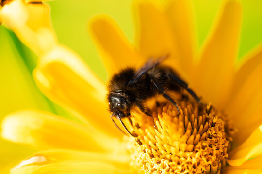 A bee on a flower. Macro