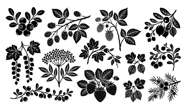 Black silhouette collection of wild berries leaves flowers branches and botanical elements isolated vector illustration