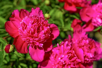 Fototapeten Pink Bright pink peonies bloom in garden setting during sunny afternoon  © ir1ska