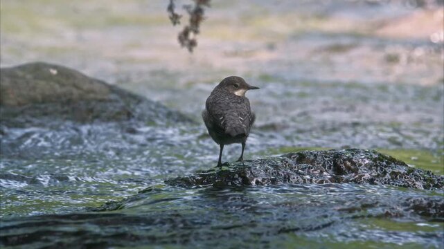 Wildlife scene with a young White-throated Dipper (Cinclus cinclus) in the Salat river. Ariege Pyrenees France