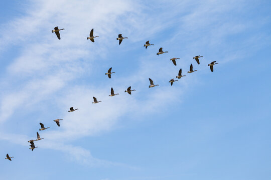 Flock of geese flying in V formation across a blue sky during migration