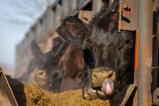Cattle Feeding in Stable with Front Bull Looking at Camera and Tongue Out