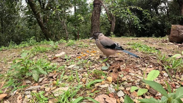Eurasian Jay Bird Feeding on Forest Floor in Natural Woodland Habitat