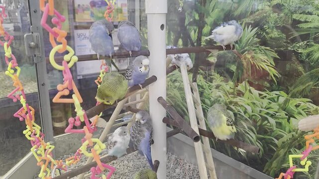 Various Parakeets Inside of Pet Store