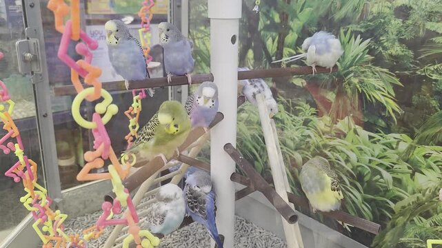 Various Parakeets Inside of Pet Store
