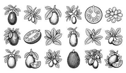 Exotic Fruits Hand Drawn Botanical Illustration Collection © Madhobe