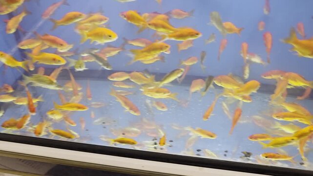Various Fish Inside of Pet Store