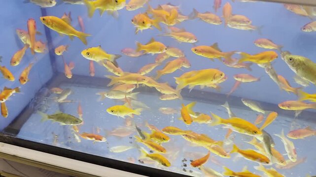 Various Fish Inside of Pet Store
