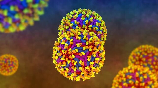 Dengue virus bound with neutralizing human antibodies, 3D animation showing flavivirus particles coated by immunoglobulins, illustrating antiviral immune response.