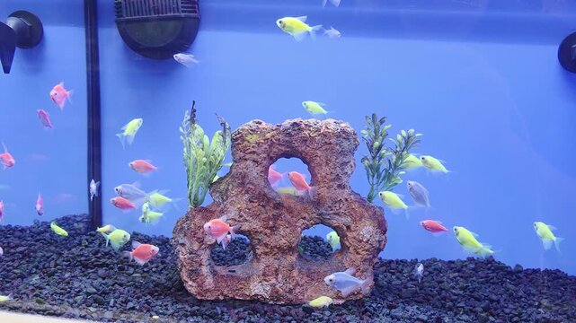 Various Fish Inside of Pet Store