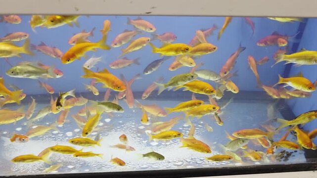 Various Fish Inside of Pet Store