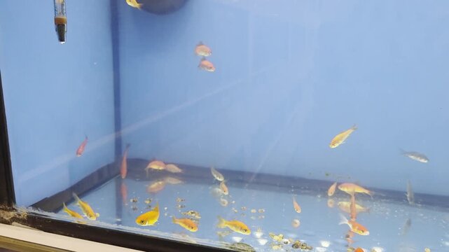 Various Fish Inside of Pet Store