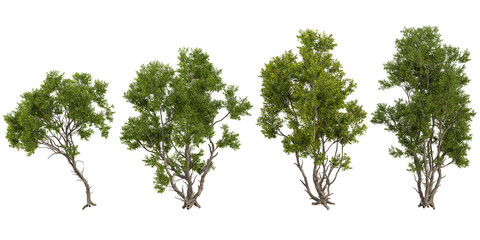 Obraz premium Collection of Acacia plants on transparent background