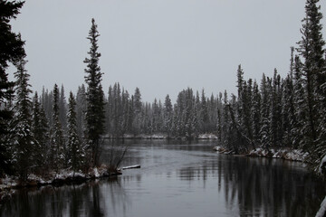 Trees at Alaskan creek on sowy day © Kari