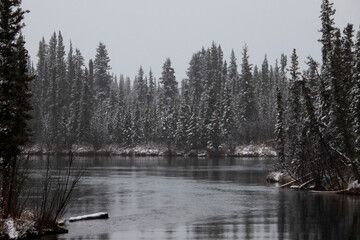 Trees at Alaskan creek on sowy day © Kari