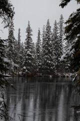 Trees at Alaskan creek on sowy day © Kari